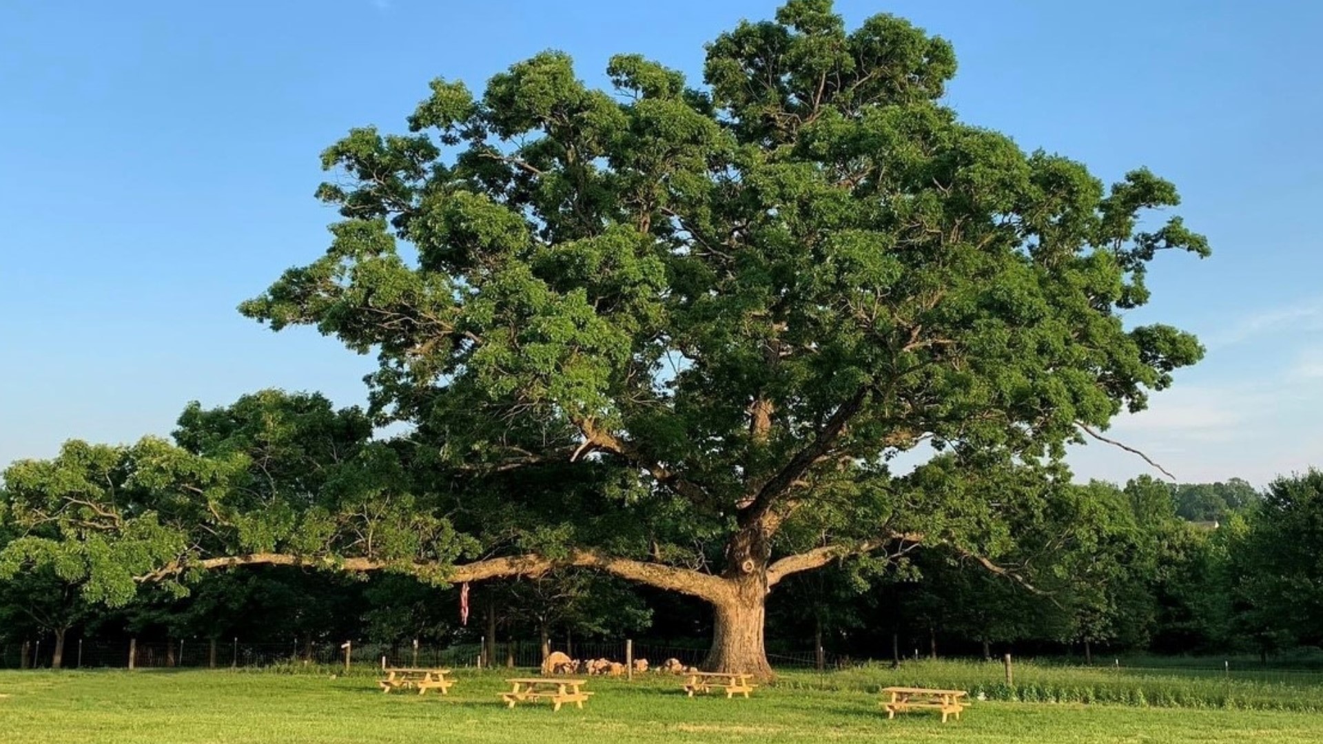 Last week's winds took down the more than 200-year-old Lone Oak.