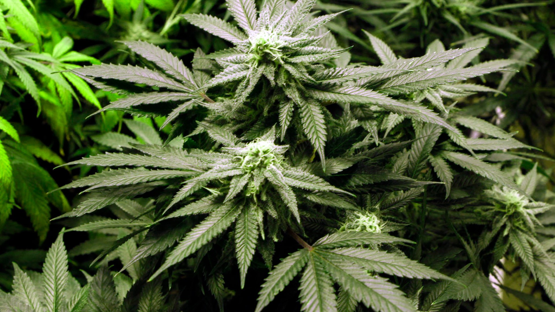 Voters in Maryland will decide on legalizing recreational marijuana this year.