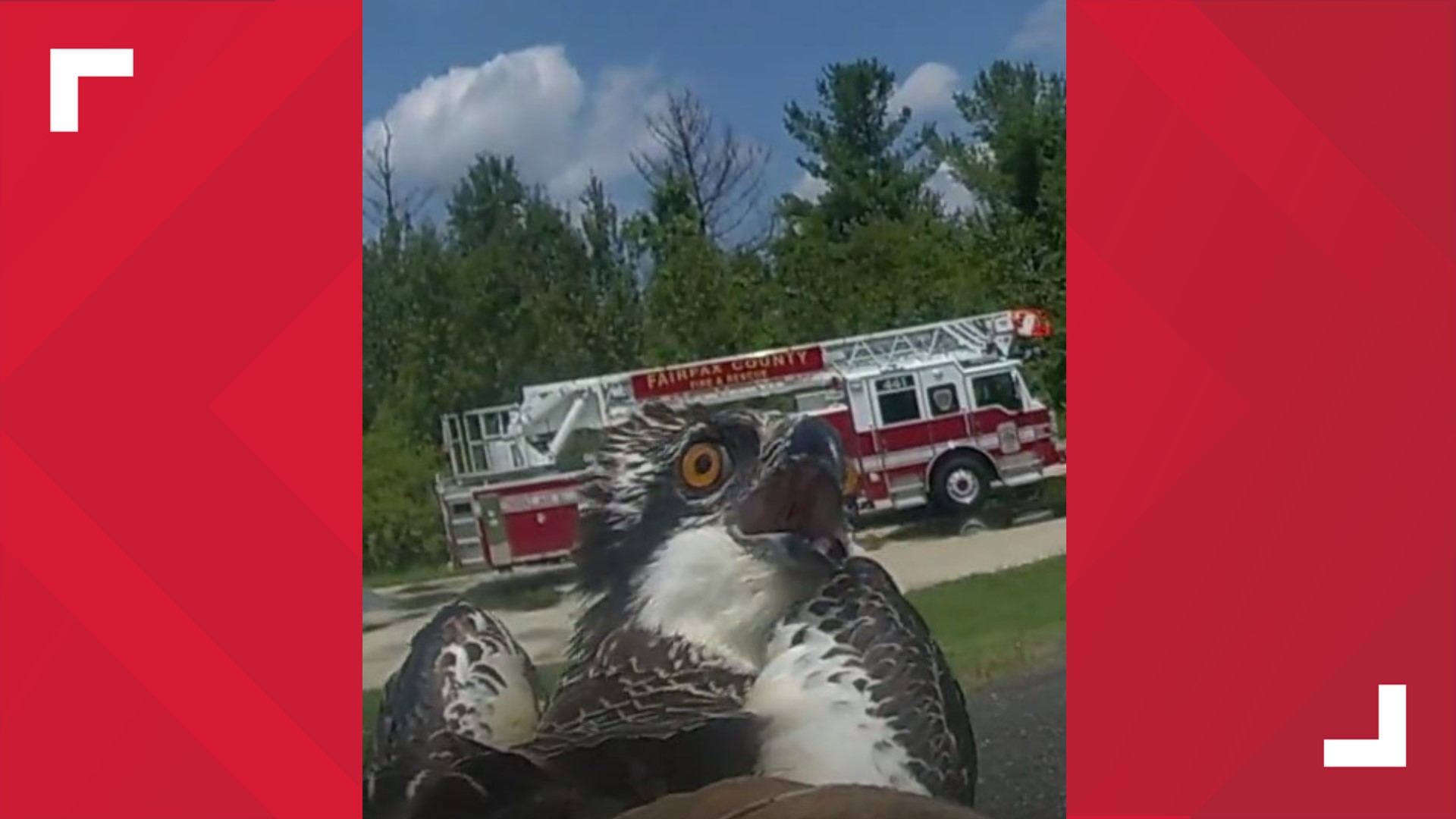 First responders took the bird under their wing to get them care at a veterinarian's office after discovering the Osprey couldn't fly.