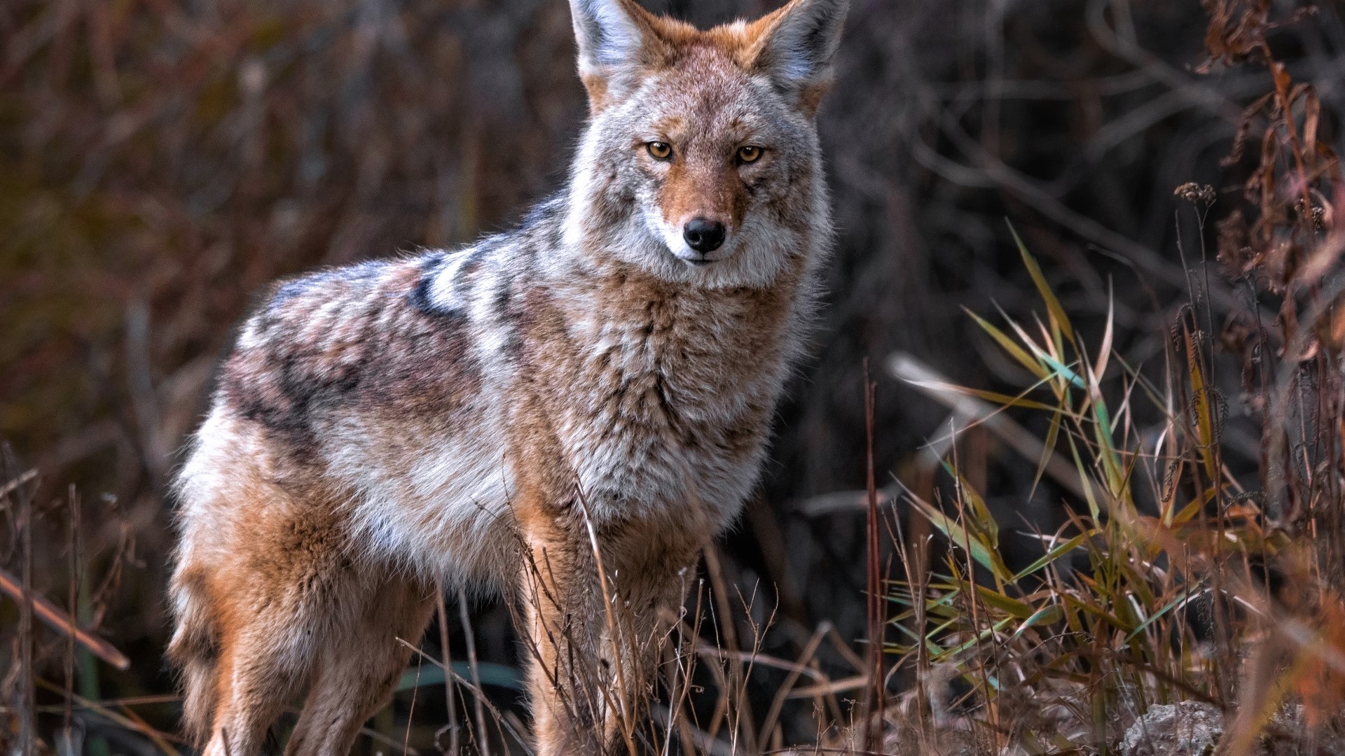 After hours of searching, officials found the coyote near Dustin road, where it was shot and killed. Police later confirmed the animal tested positive for rabies.