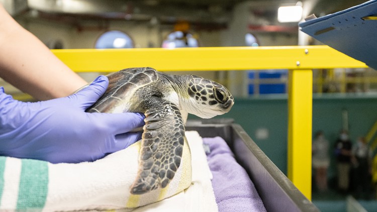 国家水族馆的动物救援人员照顾着25只寒冷的海龟