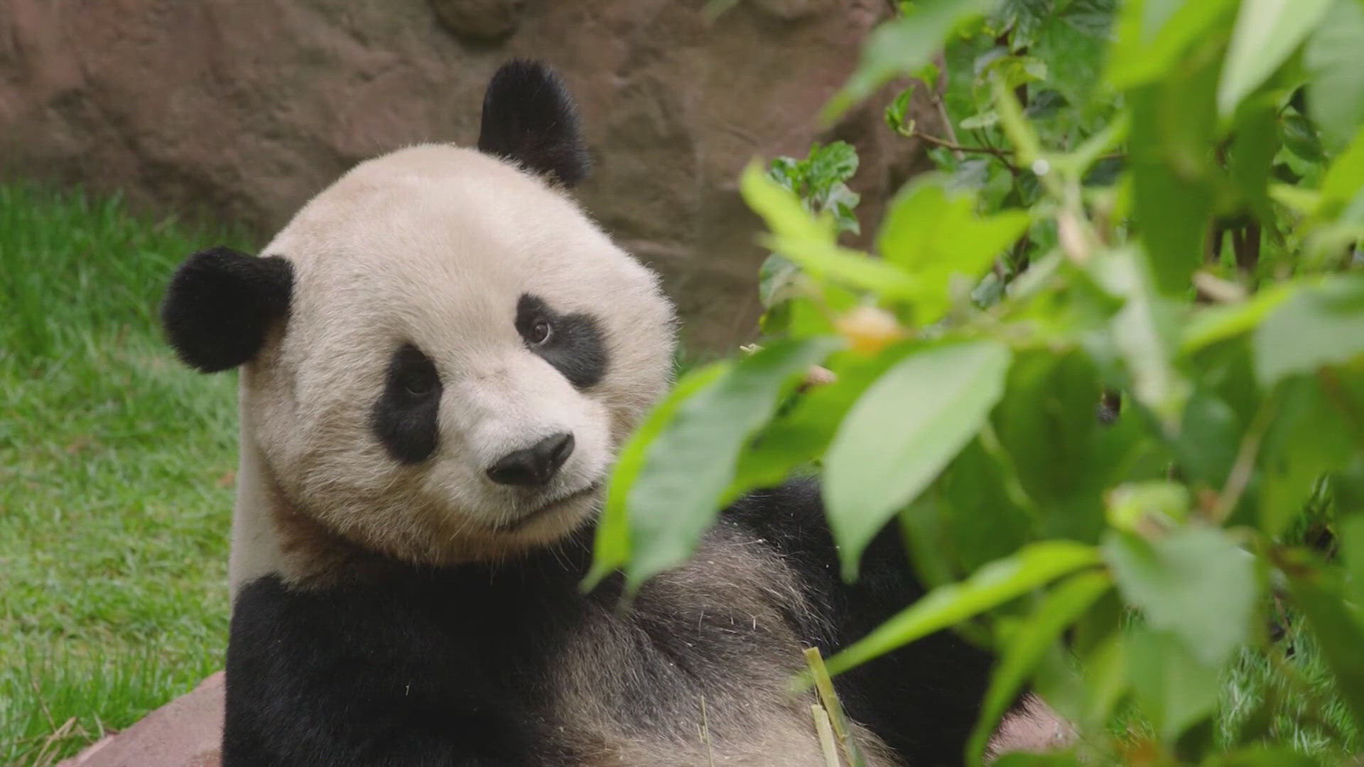 PEOPLE ARE GETTING THEIR FIRST PUBLIC VIEW OF TWO GIANT PANDAS IN CALIFORNIA.