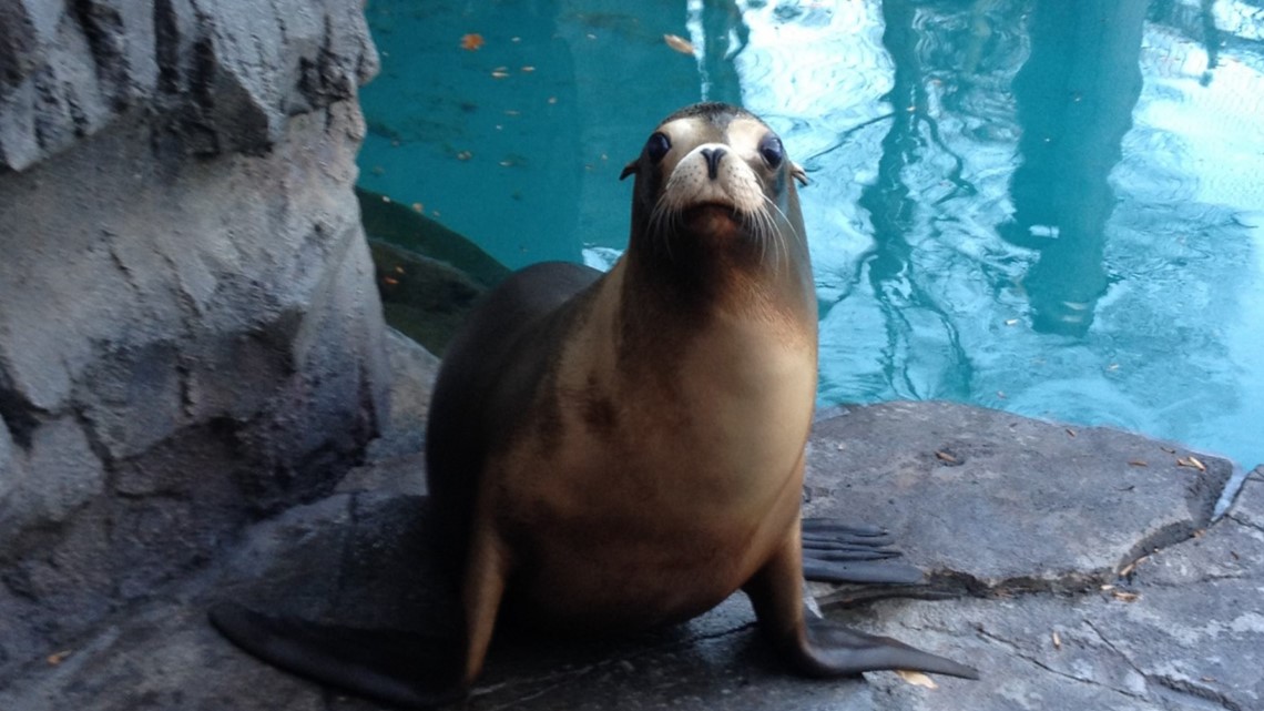 DC Zoo mourns loss of sea lion | wusa9.com