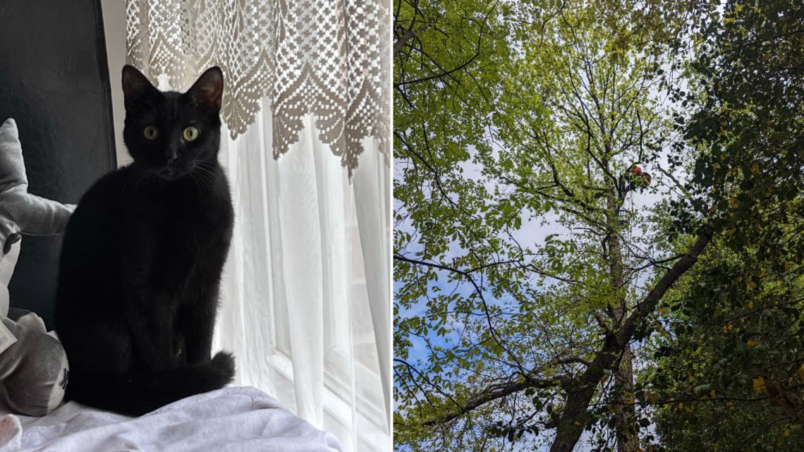 Happy ending for cat stuck in tree in White Oak, Maryland - Vimarsana News