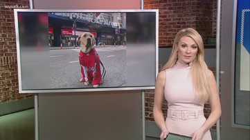 Captain takes in last game with Washington before he heads to service dog 'Training Camp'