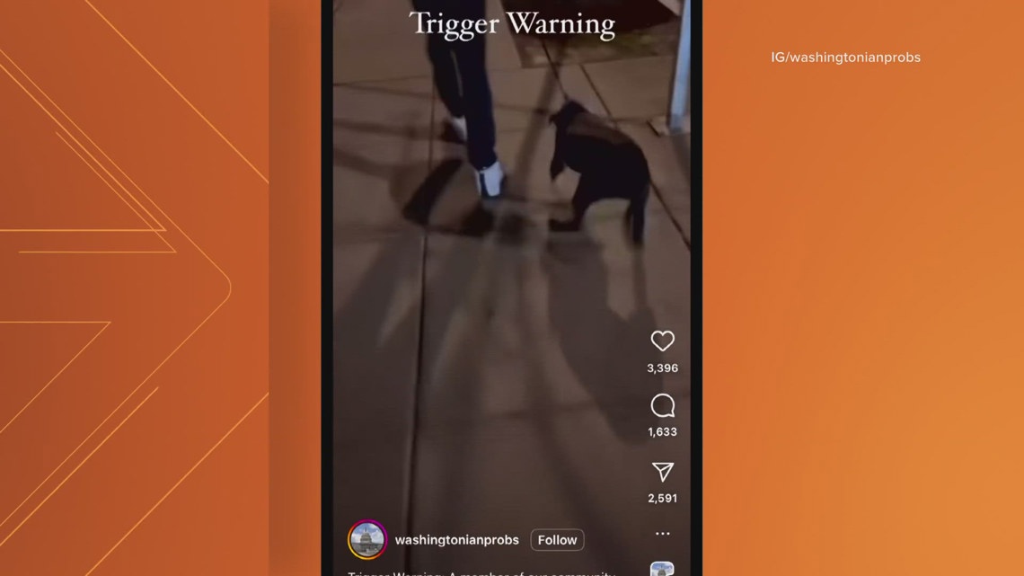 Reward offered for information on man caught on camera abusing dog ...