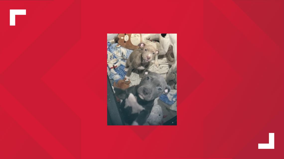 D.C. police seek two puppies stolen from home in Southeast