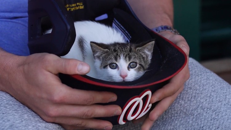 Nats team up with Humane Rescue Alliance for 'paws-itively' cute photoshoot