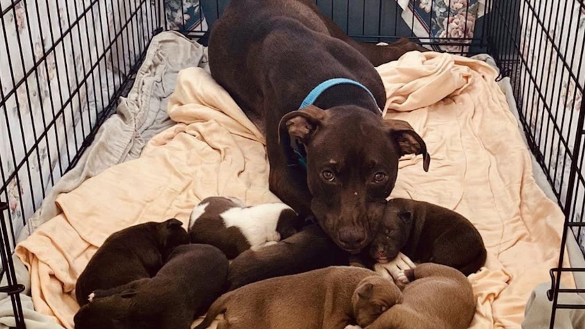 $7500 reward offered for stolen puppies | wusa9.com