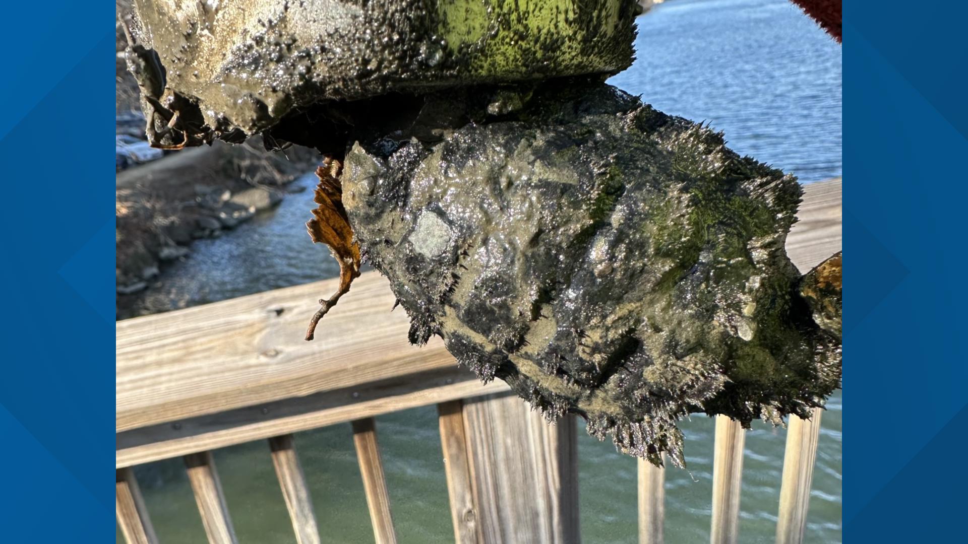 Possible hand grenade found on Potomac River | wusa9.com