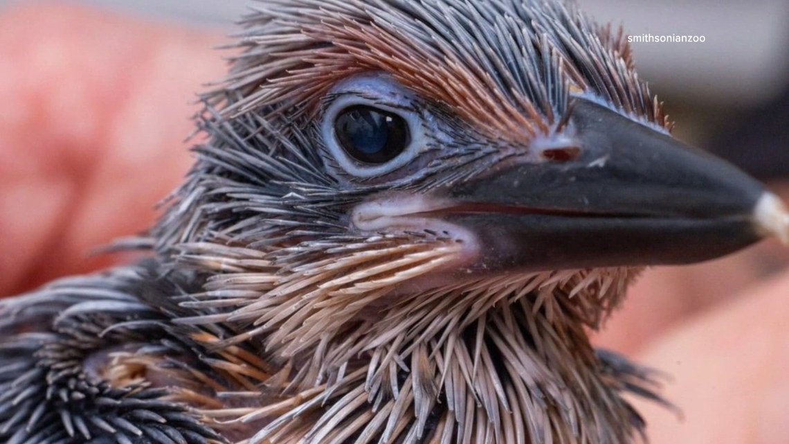 Birds classified as extinct in the wild hatch at Smithsonian Conservation Institute