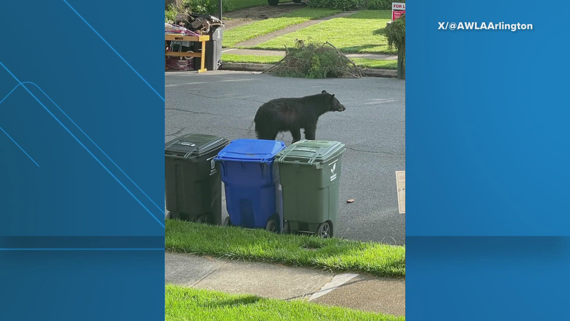 The Animal Welfare League of Arlington sent out this photo today. The organization says -- if you see the bear -- stay back and let him go on his way.