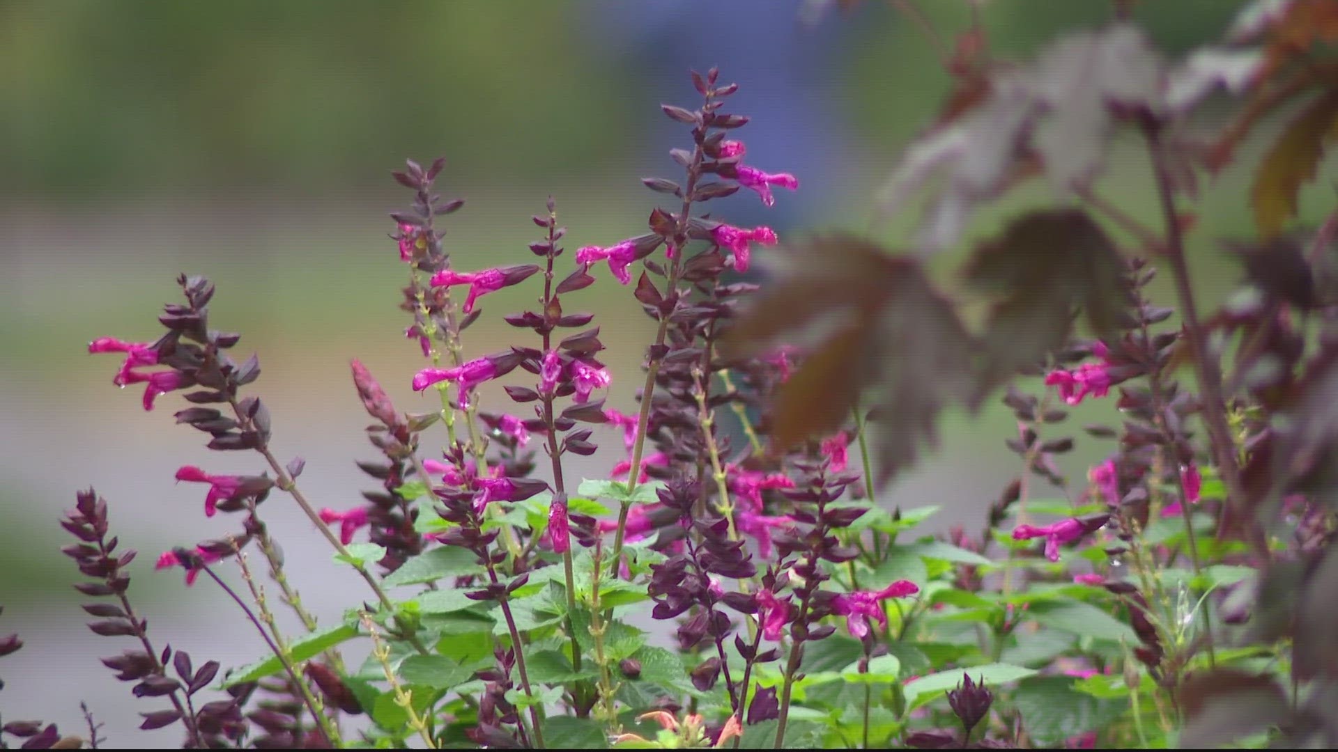 But before we rush into winter, there are still a lot of late-flowering perennials thriving in our climate.