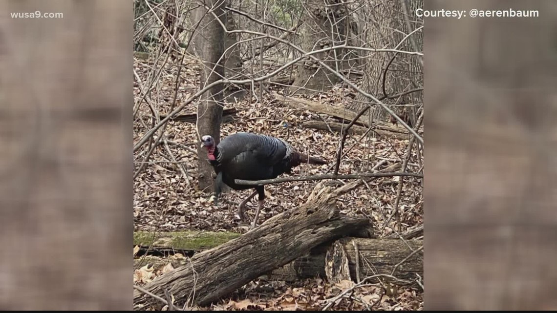 BEWARE: An ‘aggressive’ wild turkey is attacking people on Anacostia Riverwalk Trail in DC