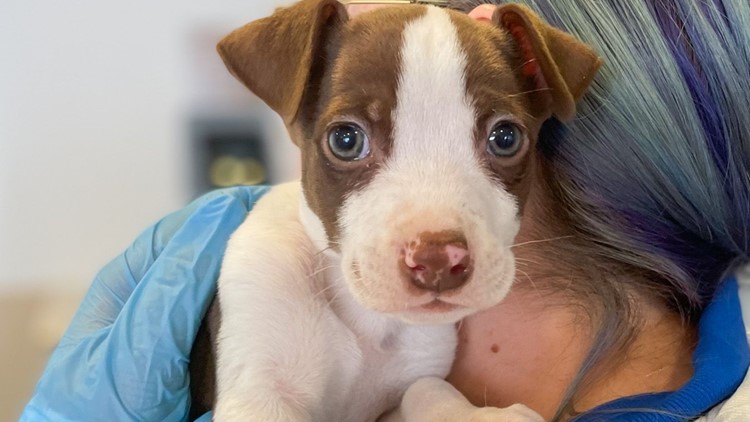 VIDEO: Stolen puppy reunited with his siblings, mother