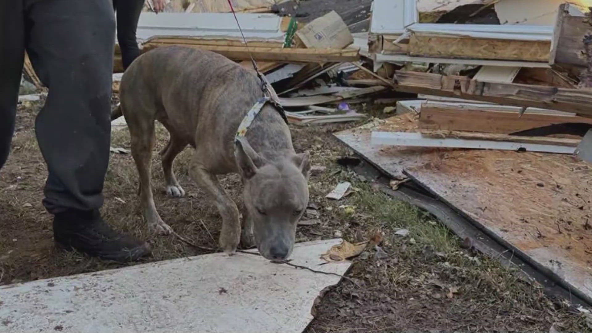 Six days after a house exploded in Haymarket, Virginia, a dog has been rescued alive from the rubble.