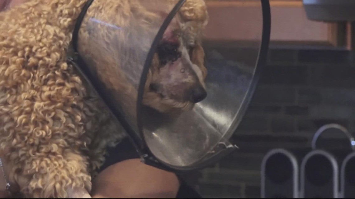 Man accused of brutally beating puppy during Woodbridge break-in arrested