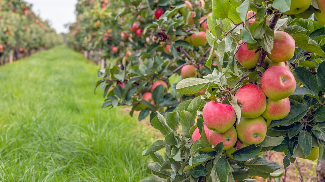 Image of Summer apple tree row with ripe red apples