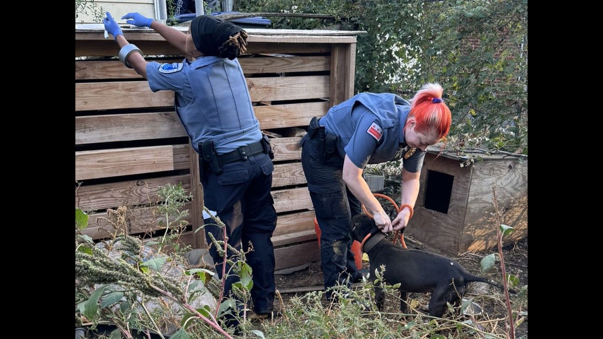 Animals rescued from cruelty investigation in DC | wusa9.com