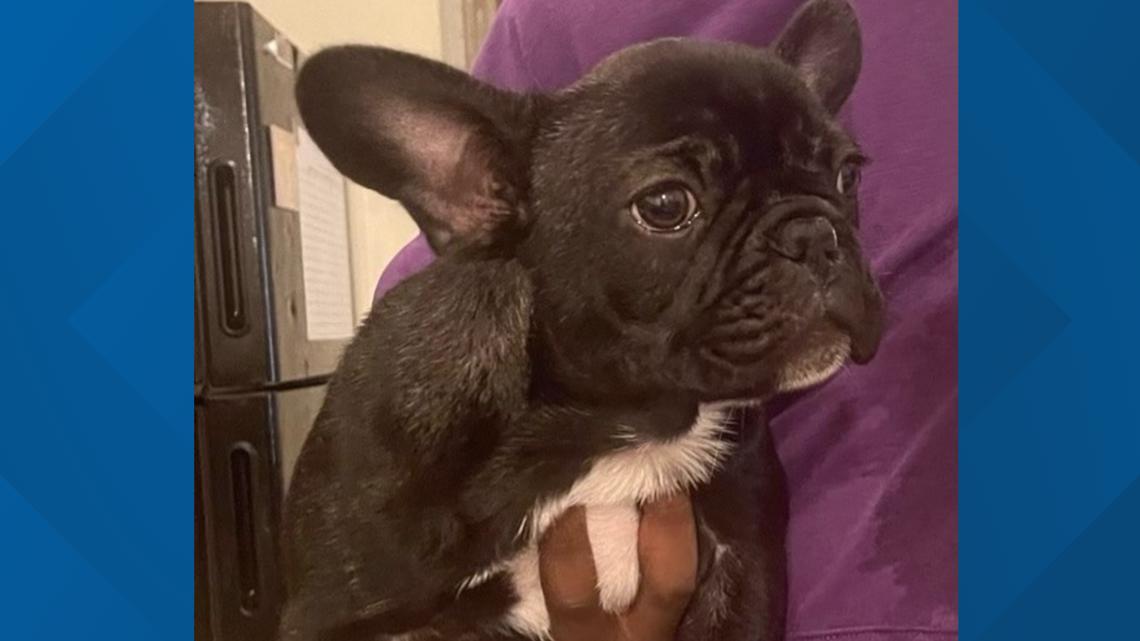 French Bulldog Stolen During Robbery At DC Apartment | Wusa9.com