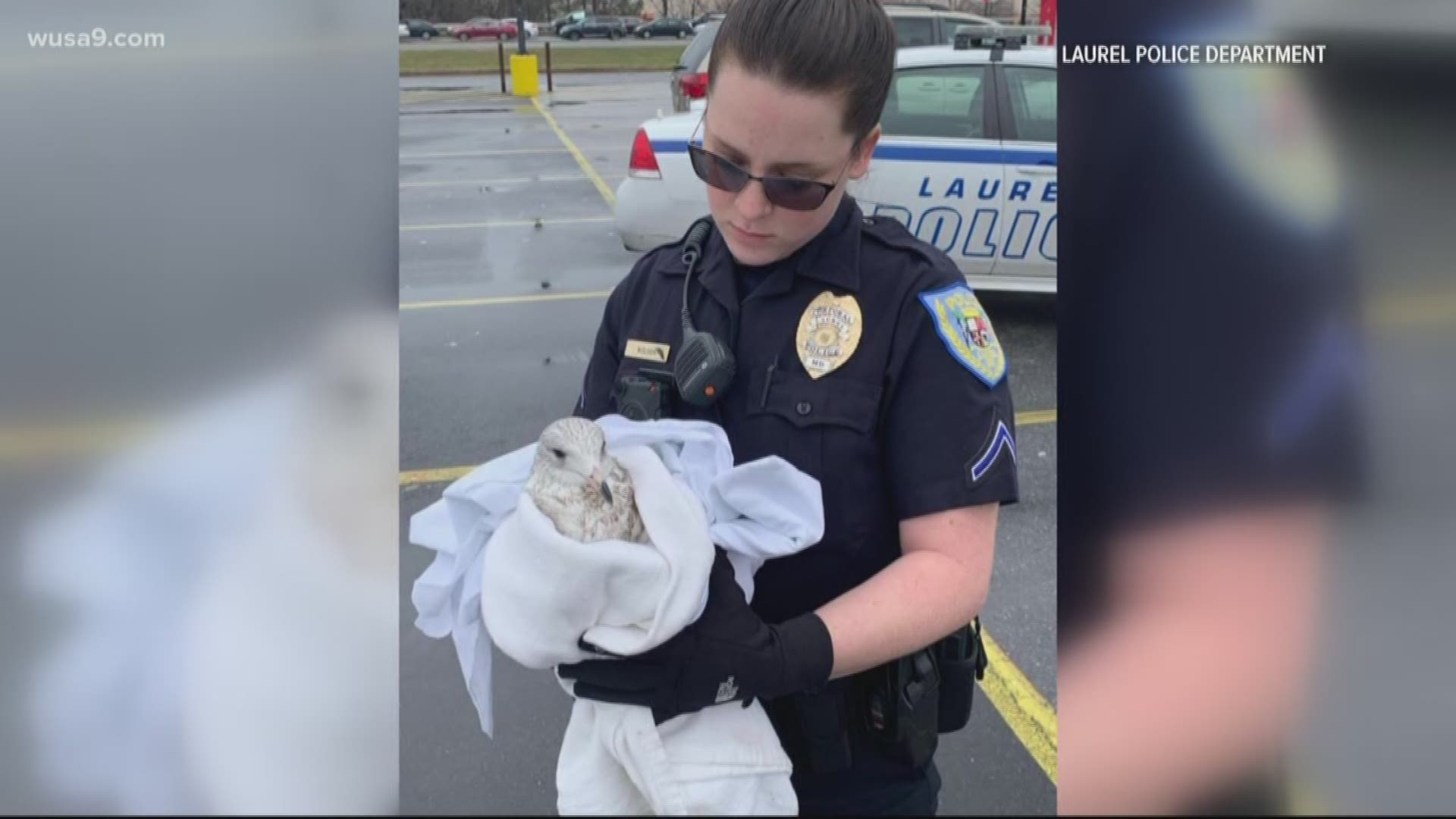 PETA is offering a $5,000 reward to help track down the person who went out of their way to kill several seagulls in Laurel.