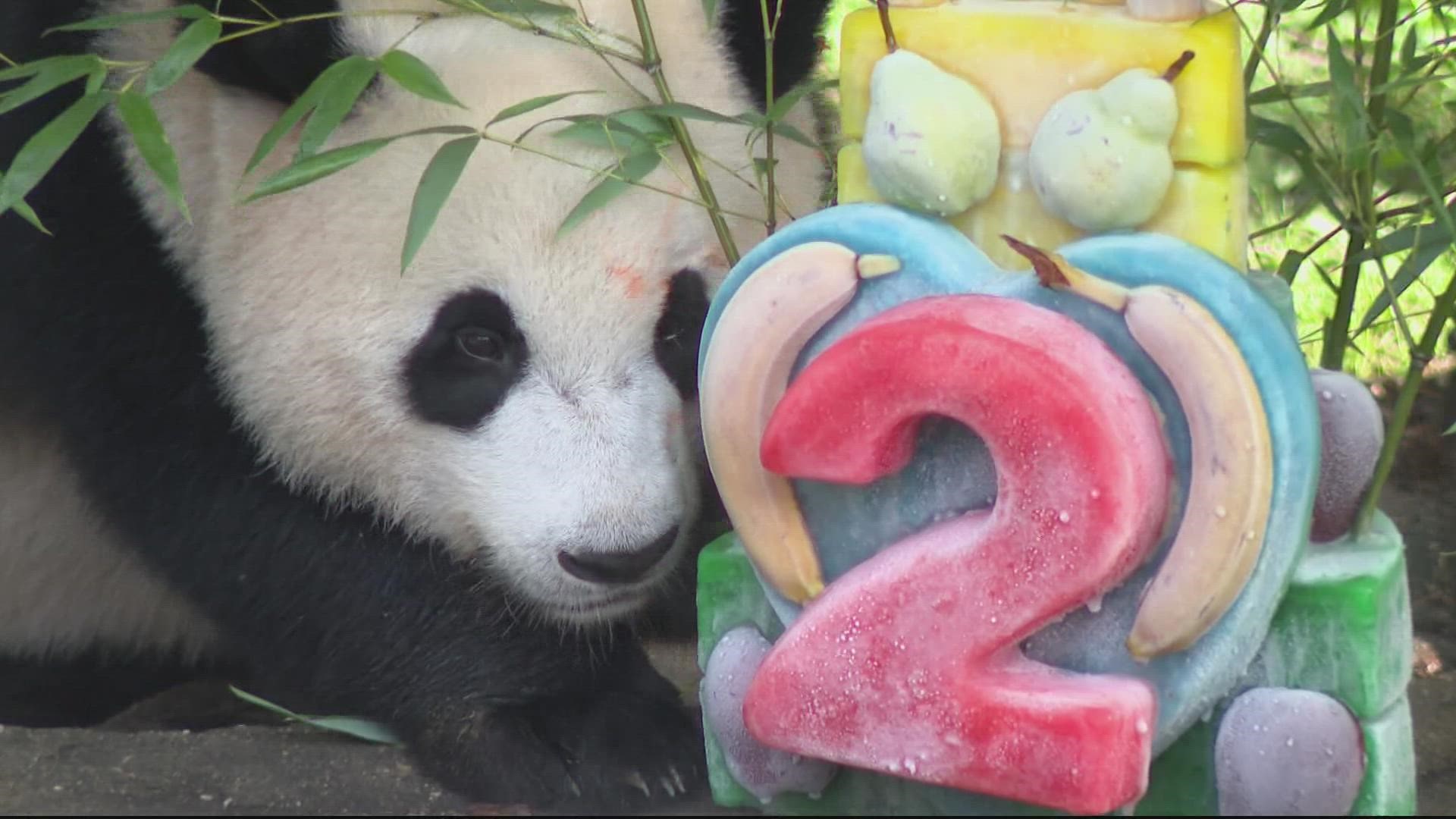 Happy birthday to cub Xiao Qi Ji, who celebrated his second birthday at DC's National Zoo