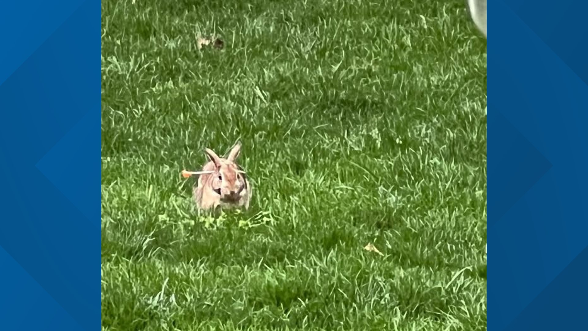 Rabbits shot with blow darts in Virginia | wusa9.com