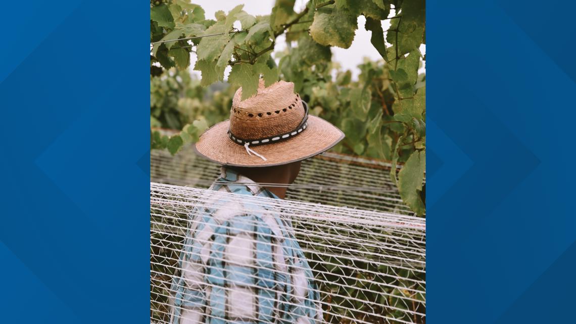 Severe frost damages grapevines at Maryland vineyards, threatens 2026 harvest