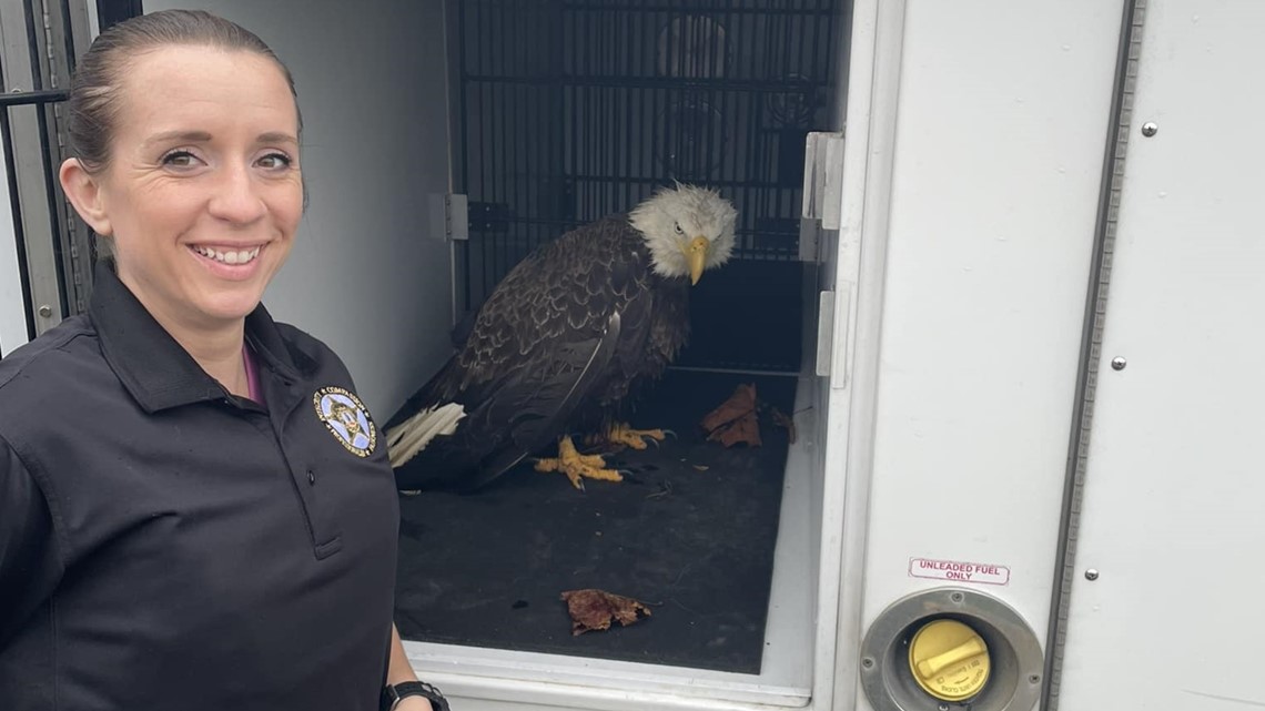 Injured eagle rescued in Stafford County, Virginia | wusa9.com