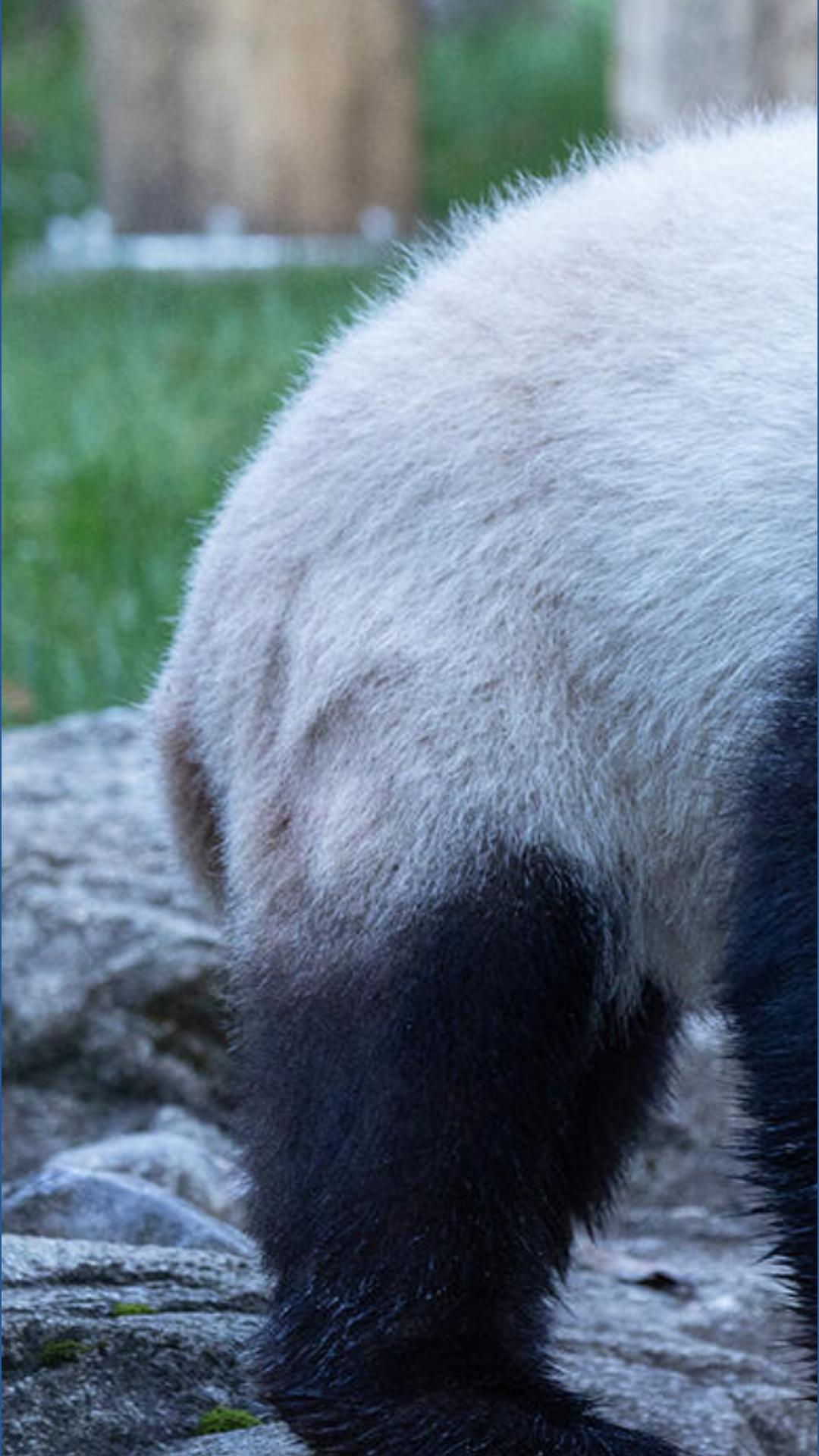Qing Bao turns four: Celebrate at Smithsonian's National Zoo | wusa9.com