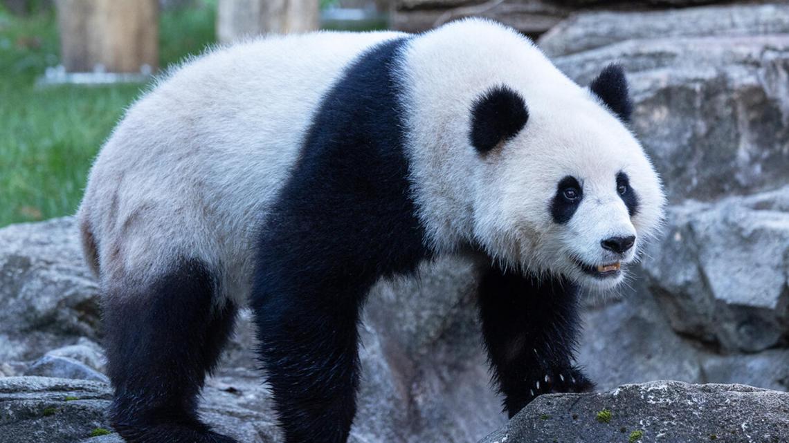 Qing Bao turns four: Celebrate at Smithsonian's National Zoo | wusa9.com