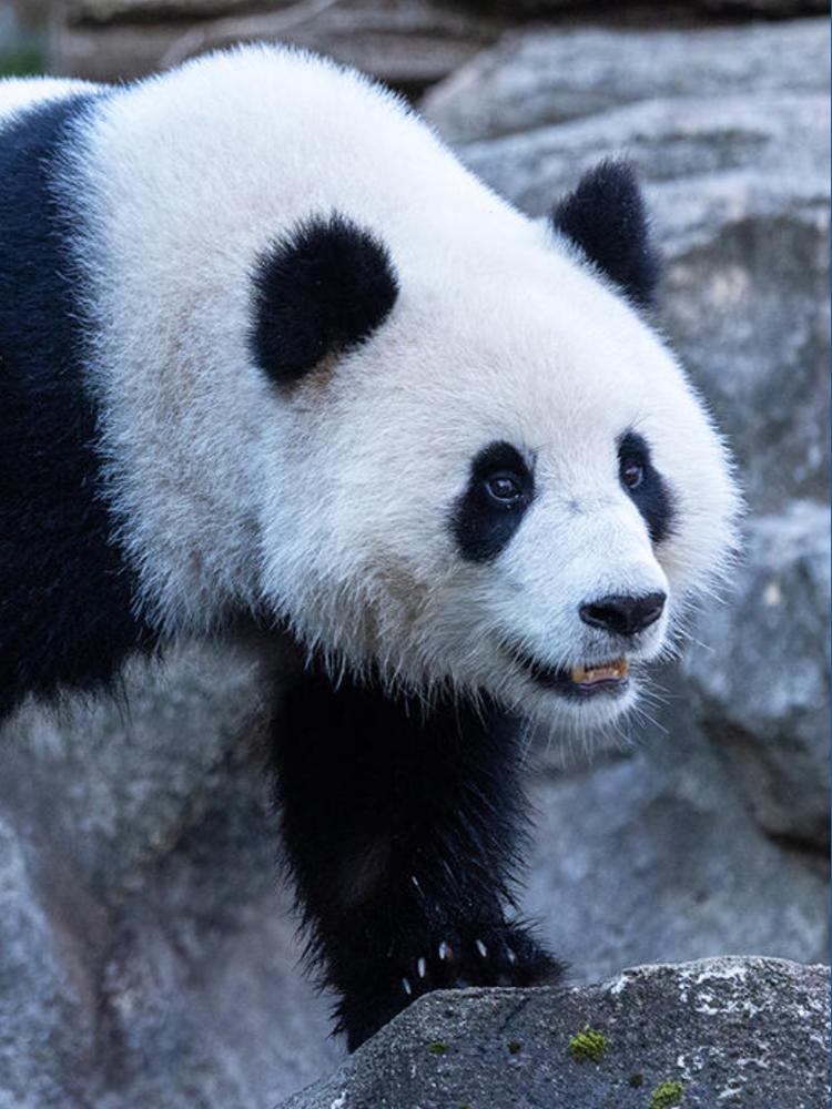 Qing Bao turns four: Celebrate at Smithsonian's National Zoo | wusa9.com