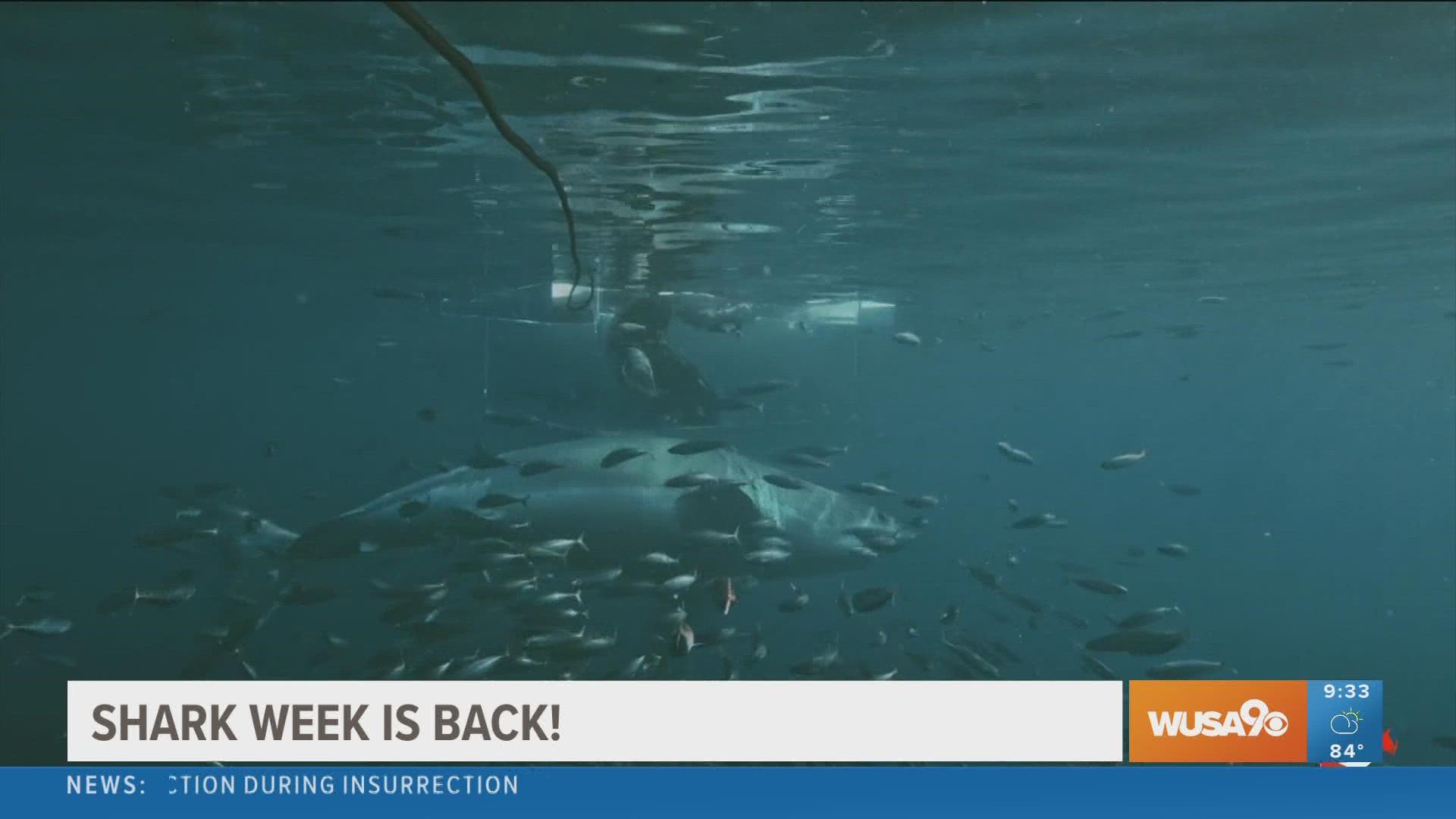 Discovery's Shark Week is back and here's a preview of what to expect