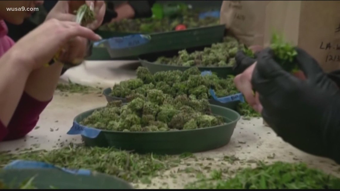 VA Republicans push to change marijuana laws - Vimarsana News