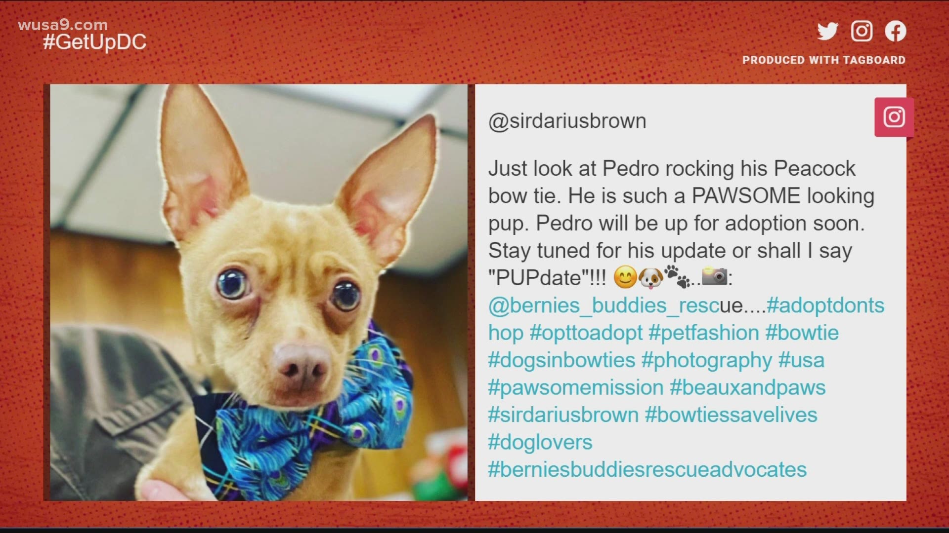 Darius  Brown is helping these pets stand out