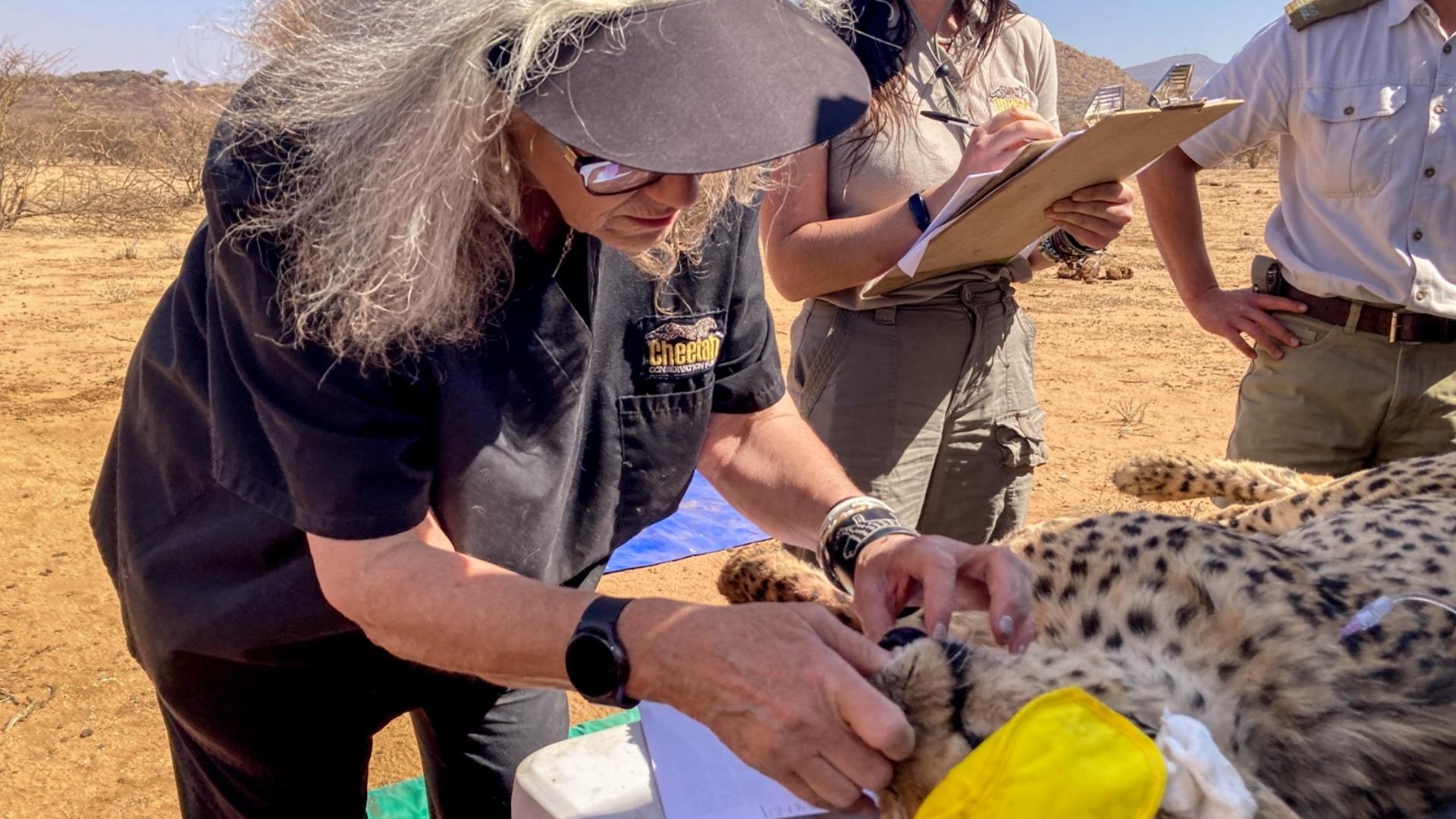 Dr. Laurie Marker founded the Cheetah Conservation Fund to save cheetahs from extinction while simultaneously uplifting the people who live along side them.