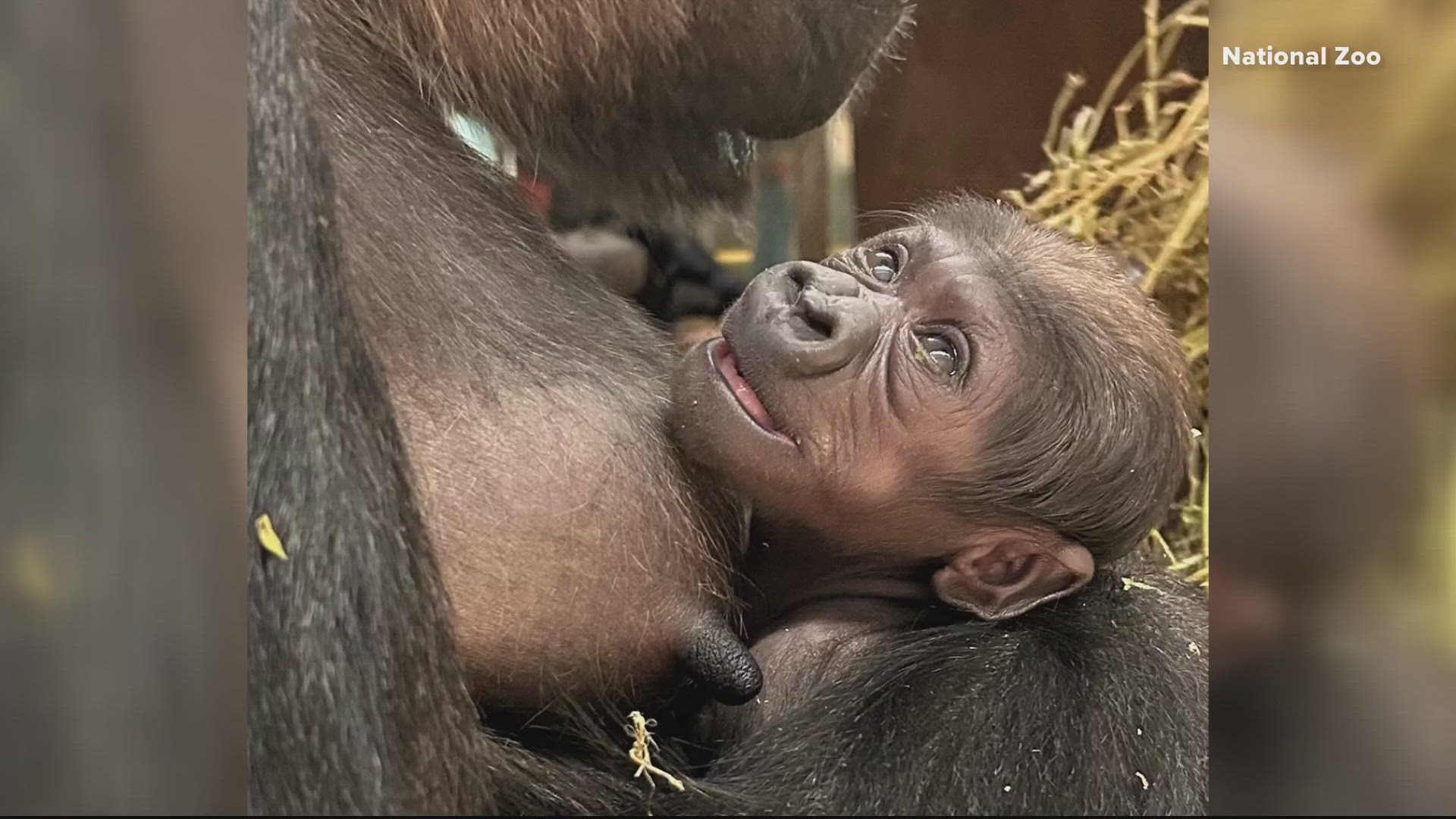 After nearly 25,000 votes, the Zoo's newest member has a name, meaning beautiful flower in Swahili.