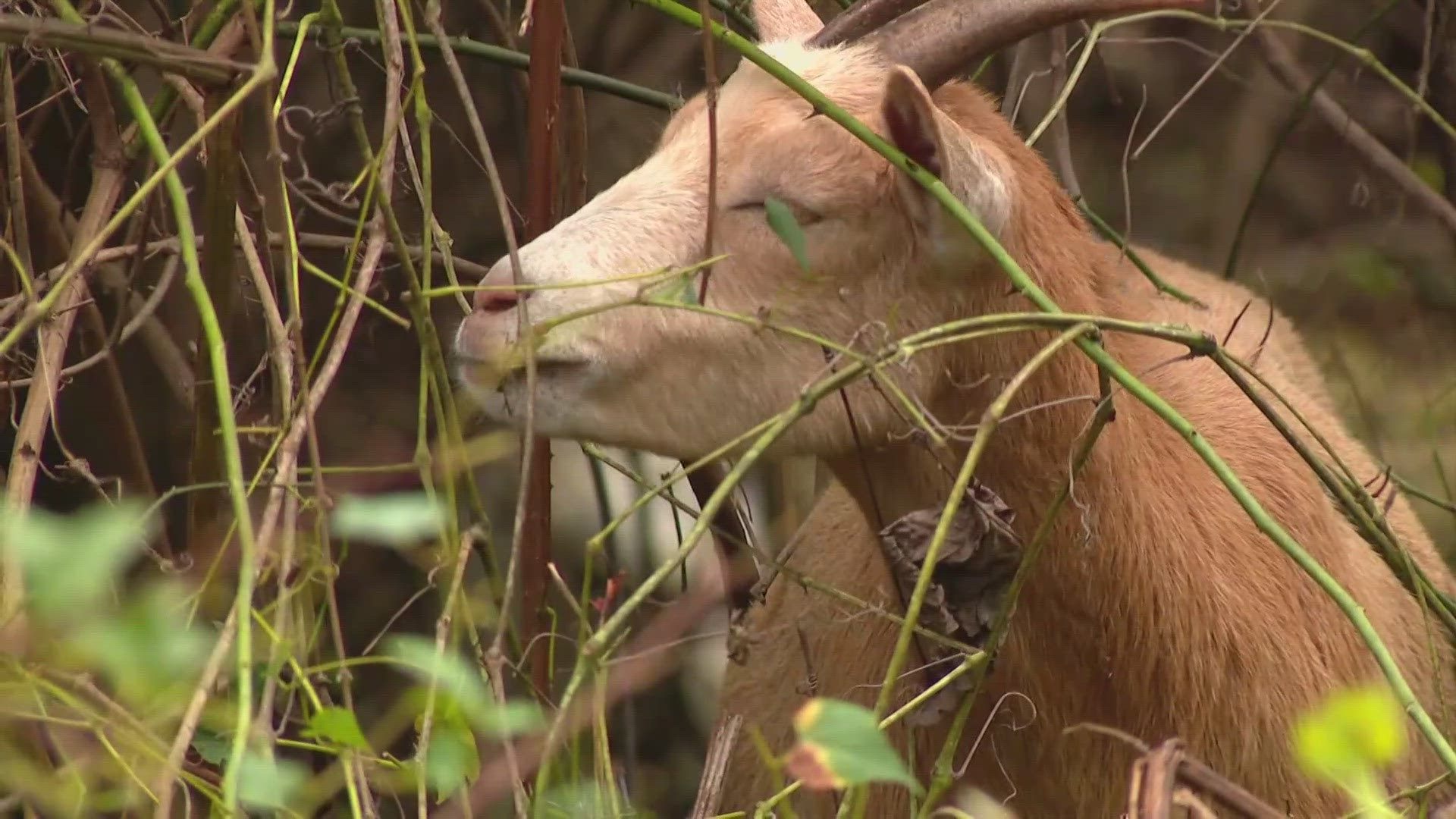 Goats tested as alternative to herbicides and heavy equipment as controversial restoration project is approved