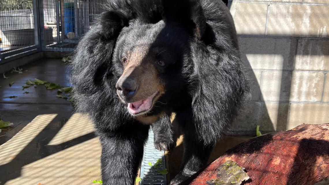 Neglected Animals Rescued From Maryland Zoo And Rehomed 