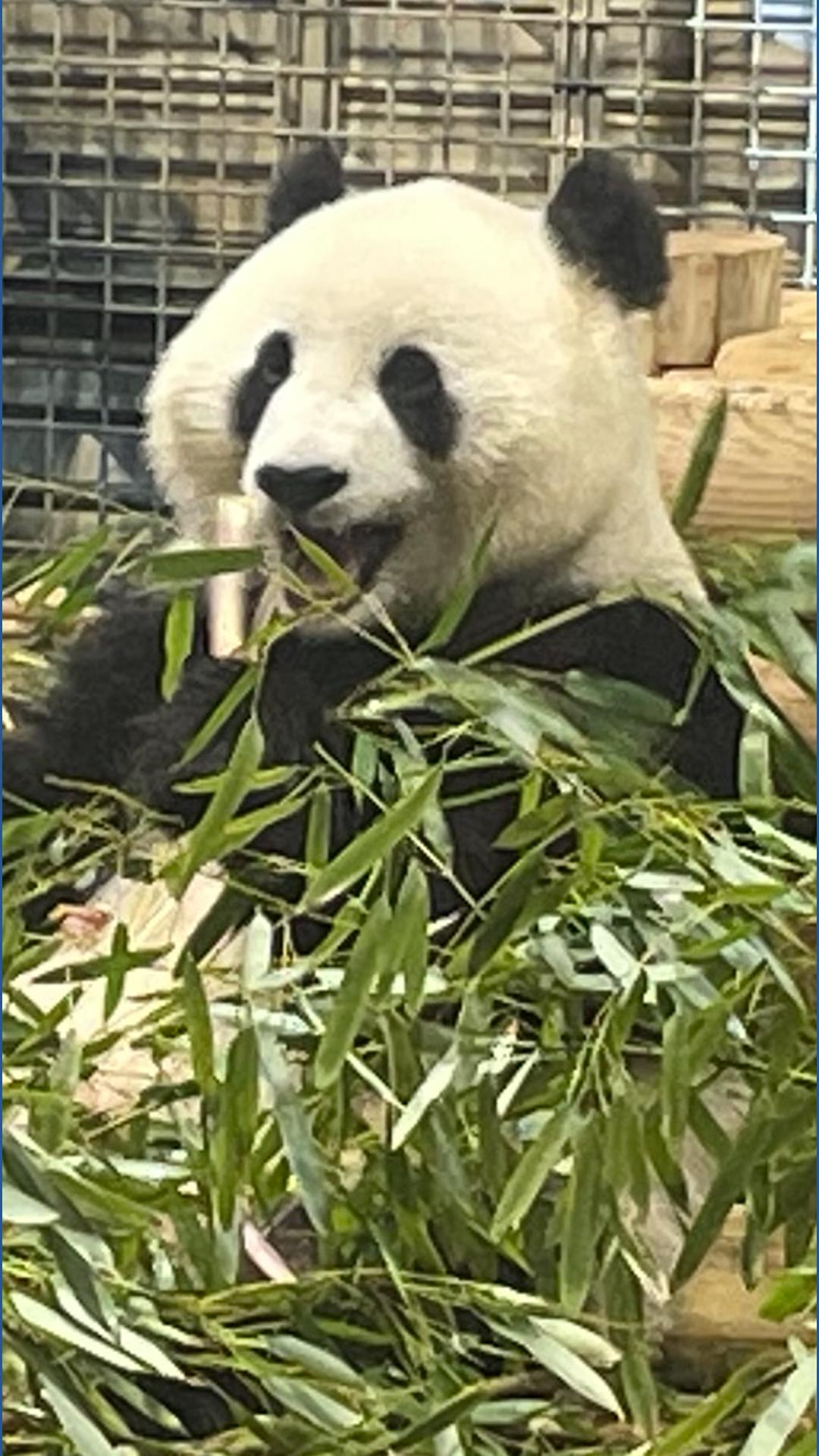 Giant Panda Cam' back online as Qing Bao and Bao Li return to