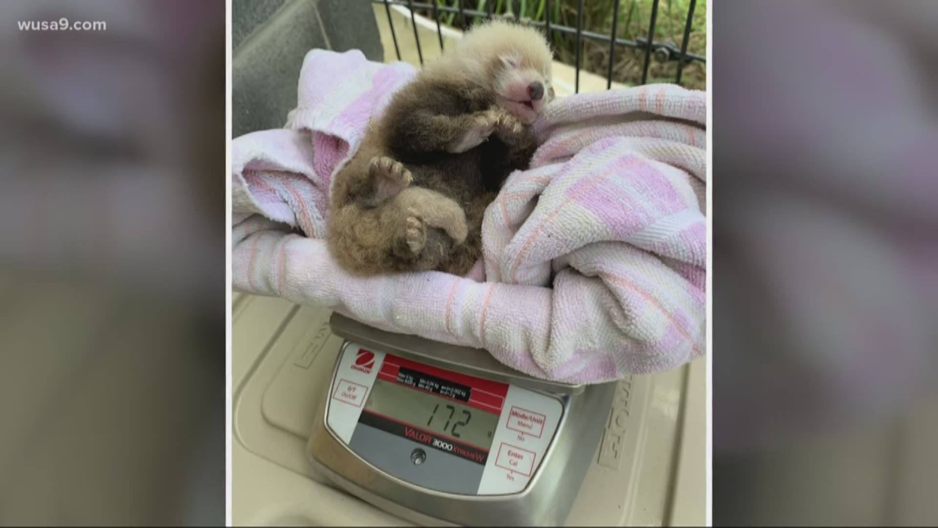 The panda gave birth early this month at the Smithsonian Conversation Biology Institute.