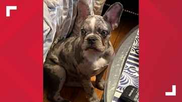 Dog stolen from DC hotel, police ask for public's help