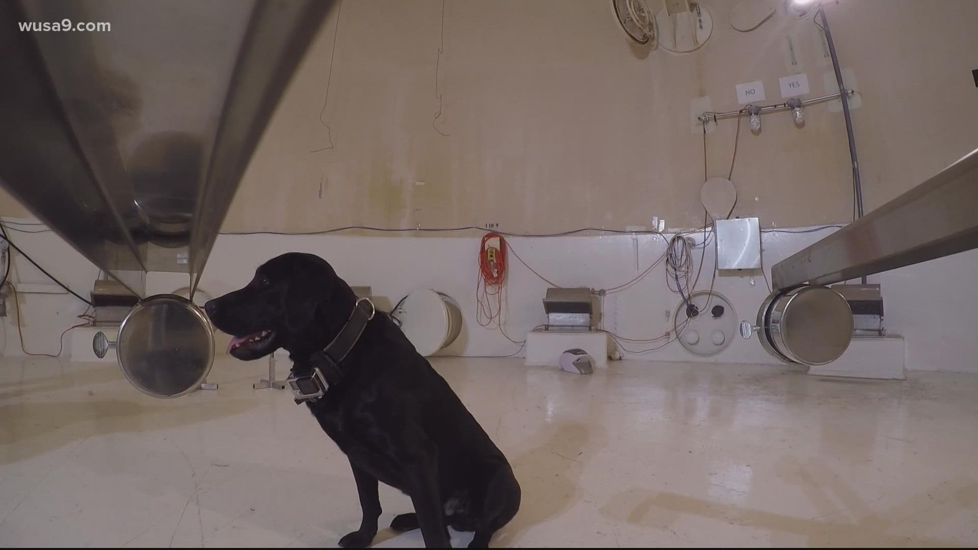 Army scientists teamed up with the University of Pennsylvania to study how canines can help fight against COVID-19 and other chemical and biological threats.