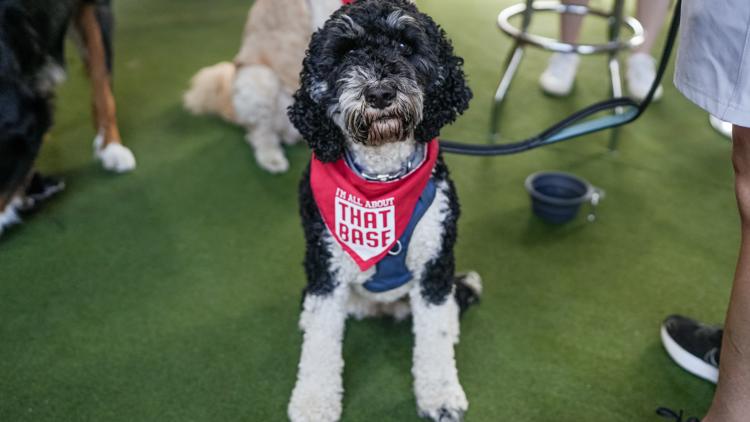 Want to take your dog to a Nationals game? Here's how you can.