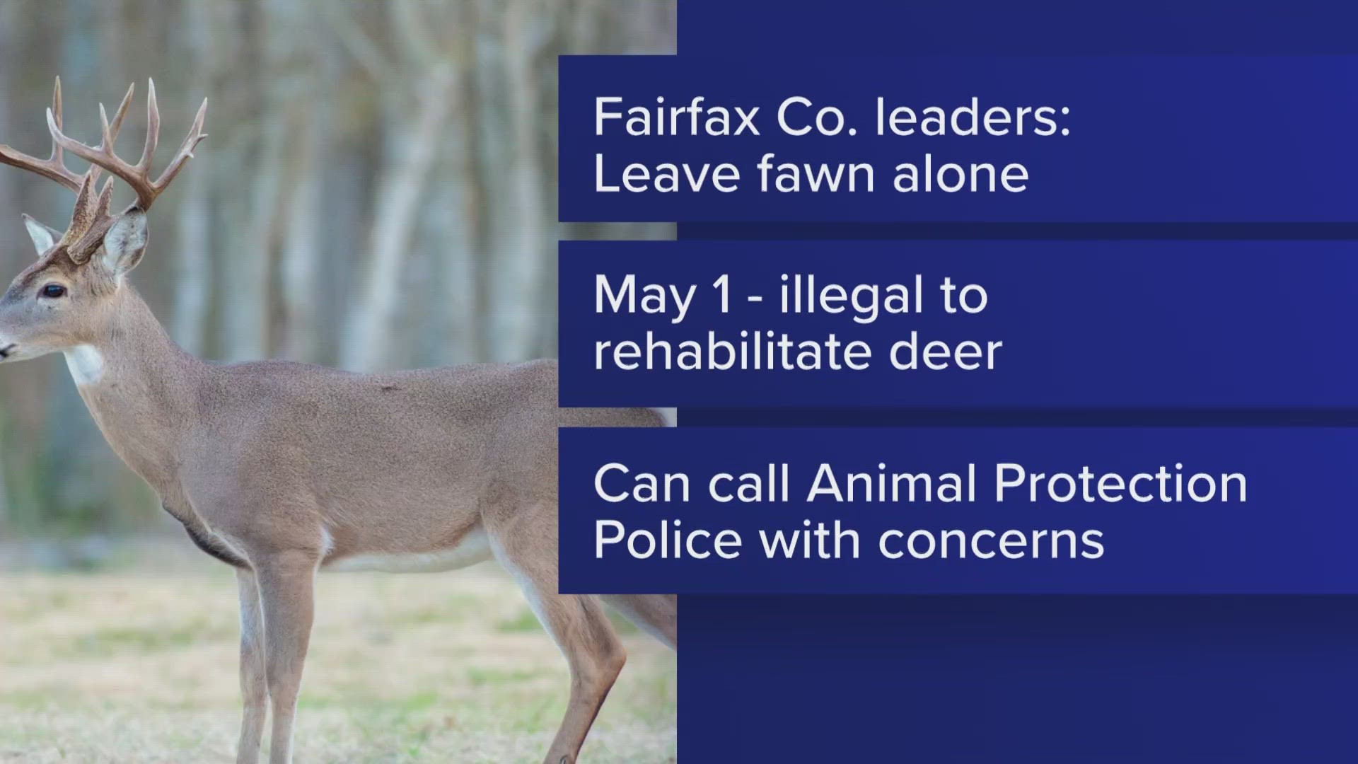Newborn fawns are often found on lawns, in flower beds, gardens, bushes or areas of tall grass near homes. For their own welfare, leave them be.