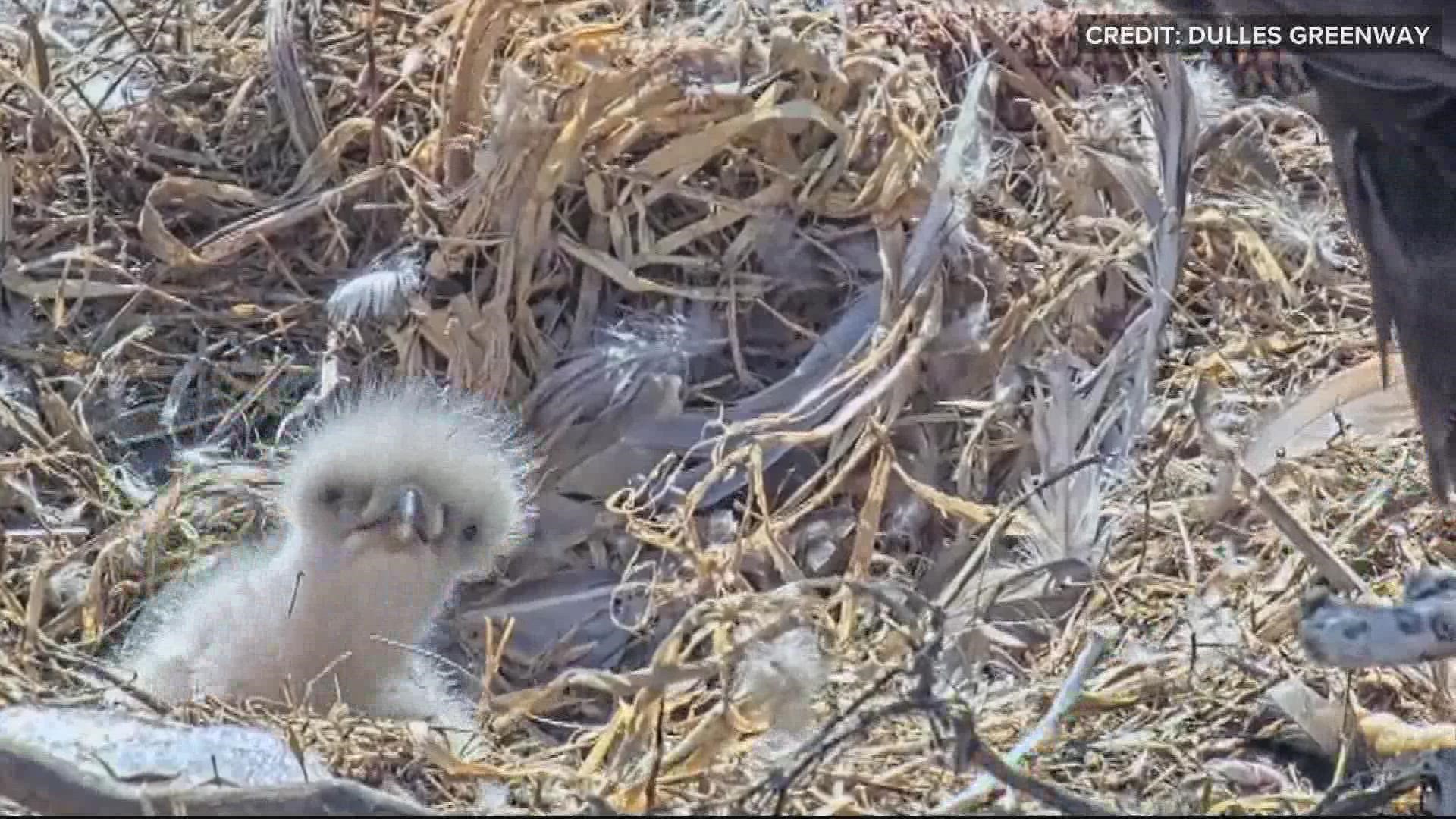 Time is running out to weigh in on a new name for the Dulles Greenway eaglet.