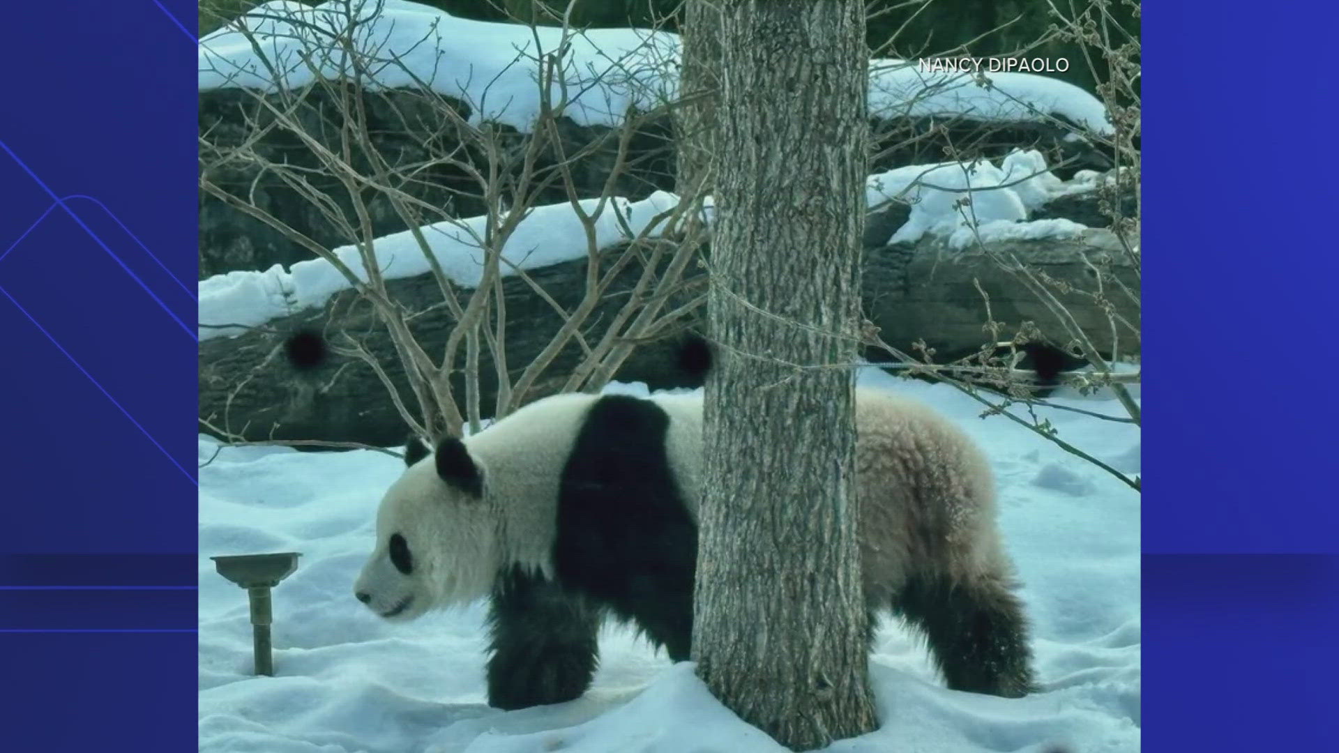 Just 4 day until the Pandas exhibit open at The National Zoo | wusa9.com