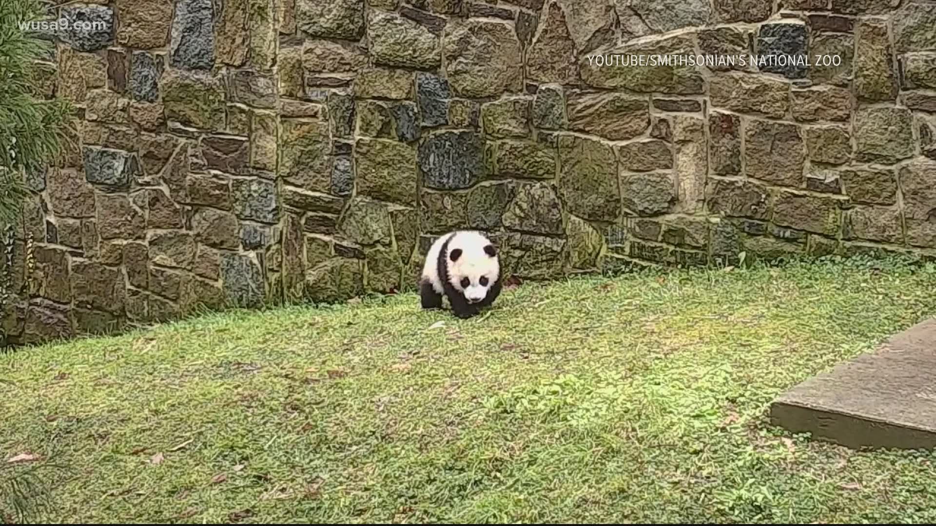 Giant panda cam National Zoo snow, outdoor habitat Smithsonian 