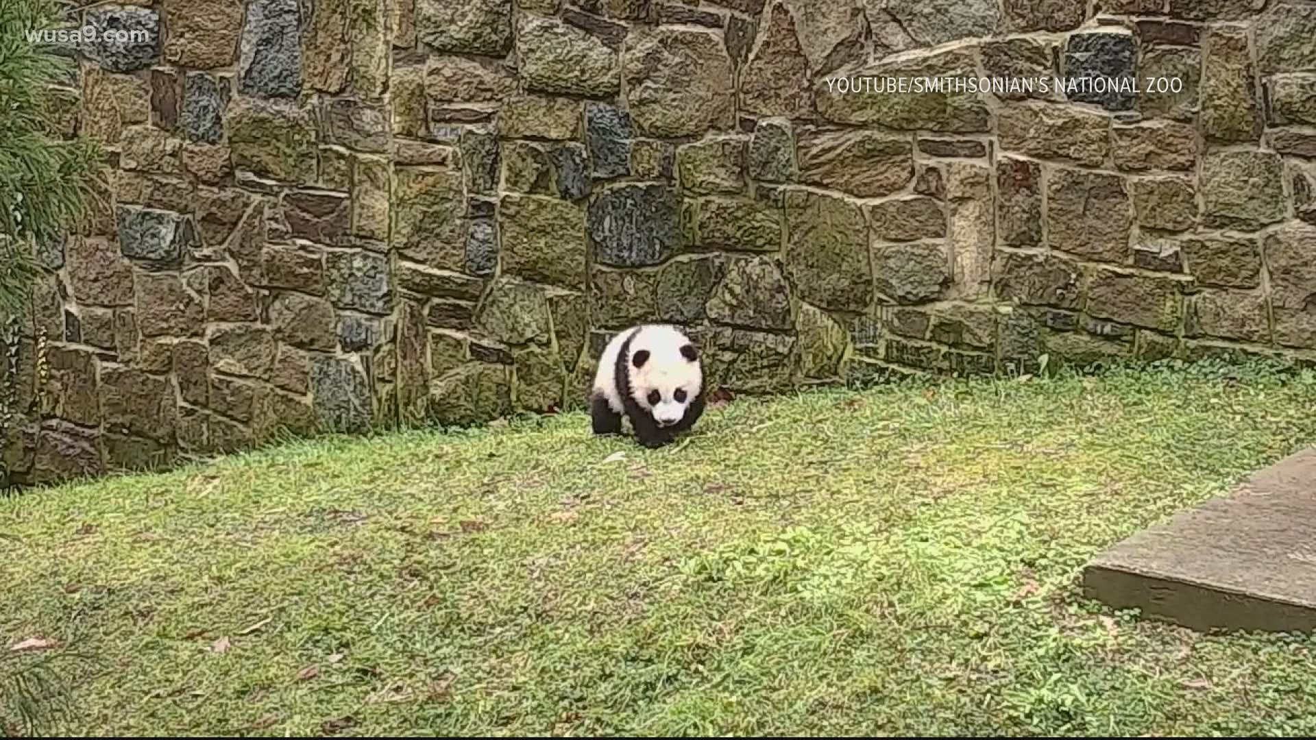 Giant panda cam National Zoo snow, outdoor habitat Smithsonian | wusa9.com