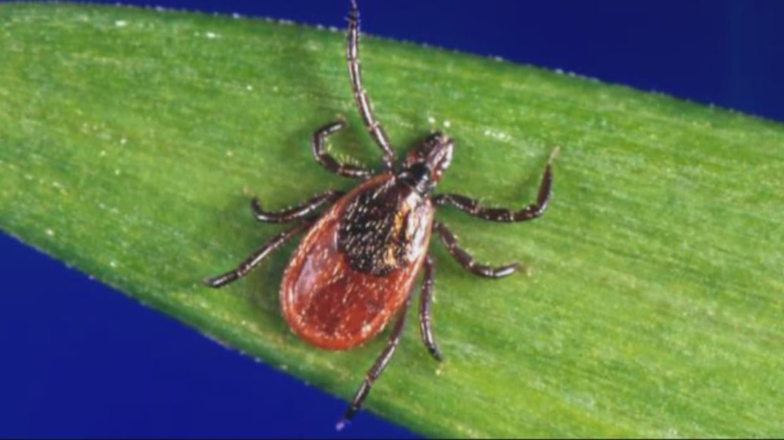 Big spike in tick population this spring | wusa9.com